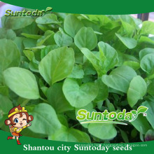 Suntoday vegetable chinese F1 Organic cos organic bulk images green amaranth seeds(32001)